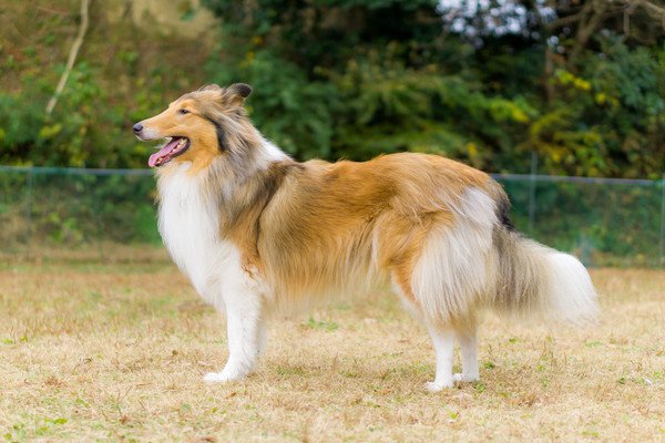 名犬ラッシーに登場する犬種の特徴