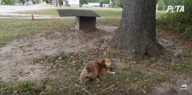 犬小屋の周り