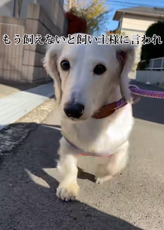 1年足らずで手放されることに…