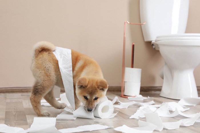 トイレでイタズラをする秋田犬の子犬