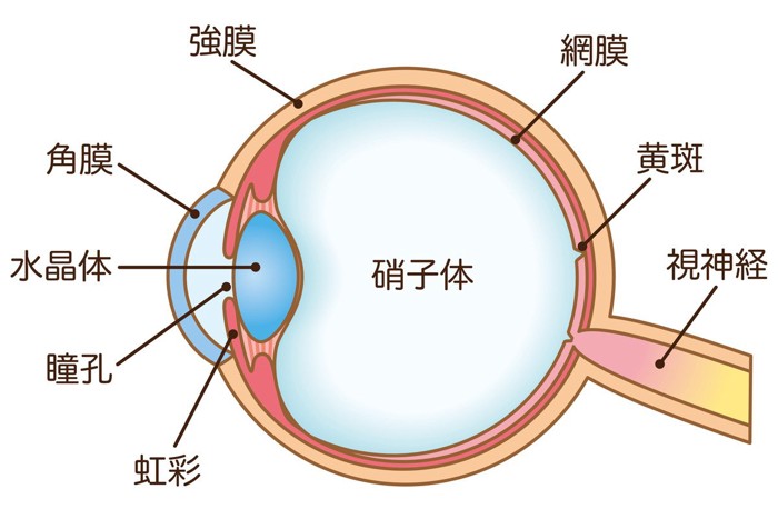 目の断面図