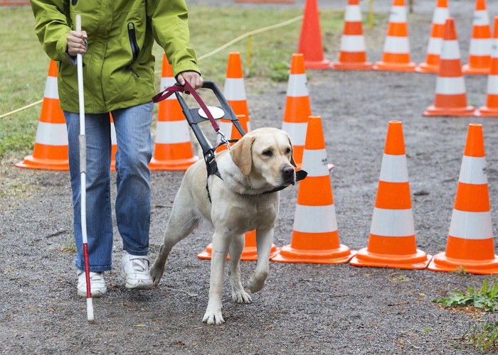 カラーコーンを避けて歩く盲導犬