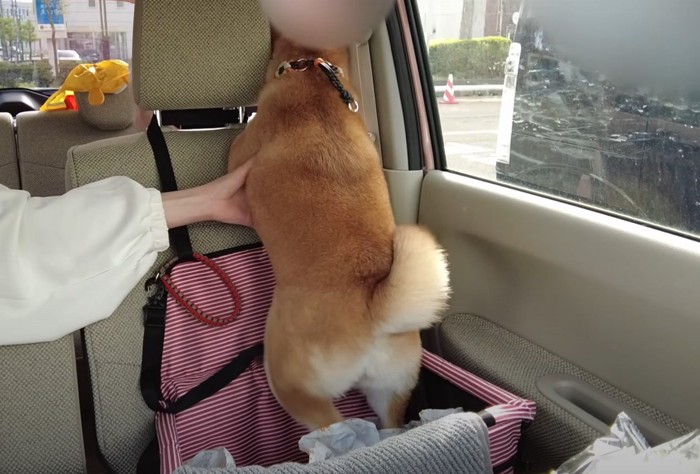 後部座席に乗り出す柴犬