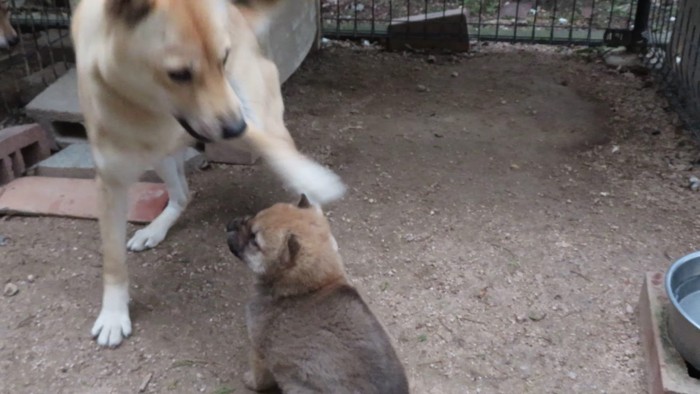 キレ気味な子犬が可愛い…♡