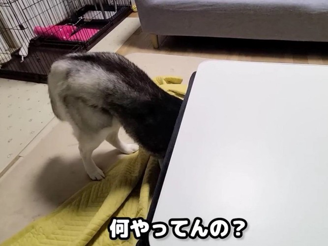 コタツに入ろうとしたら…