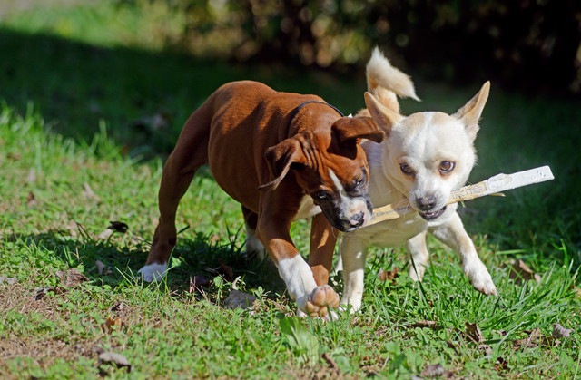 2頭の犬取り合い