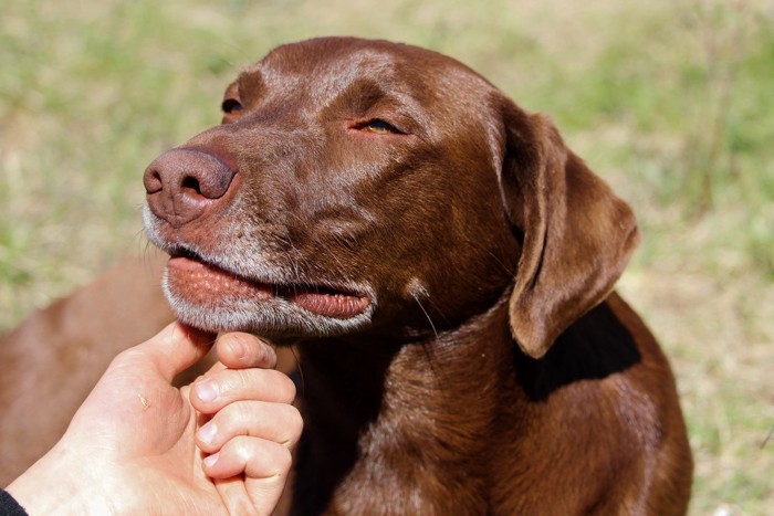 垂れ耳の茶の犬のあごに触れる