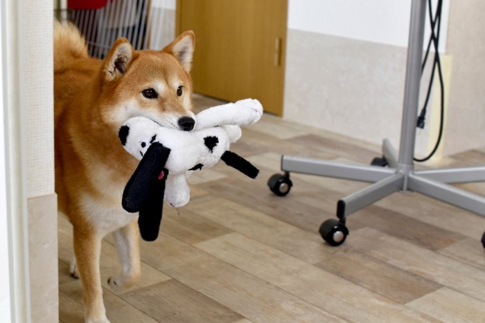 柴犬・おもちゃ遊び