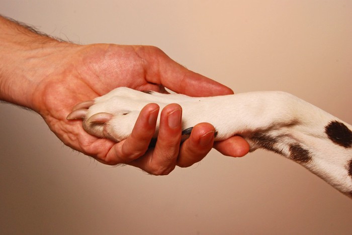 犬とパートナーの手