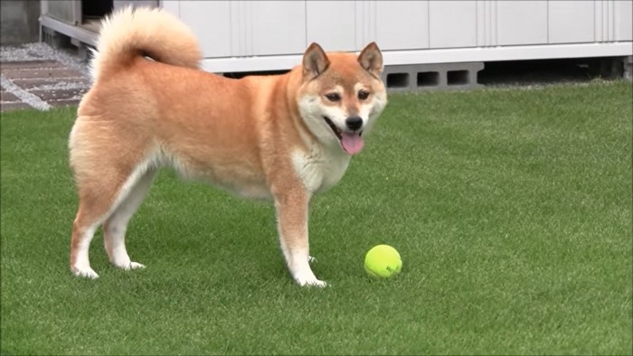 ボールとモモさん