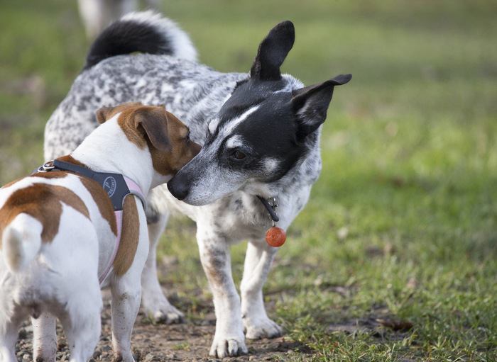 挨拶する二頭の犬