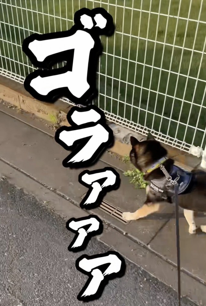 全力で追いかけます