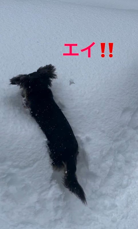 雪まみれのジェイクくん＆米吉くん9