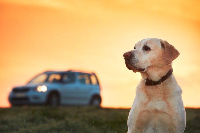 犬と車