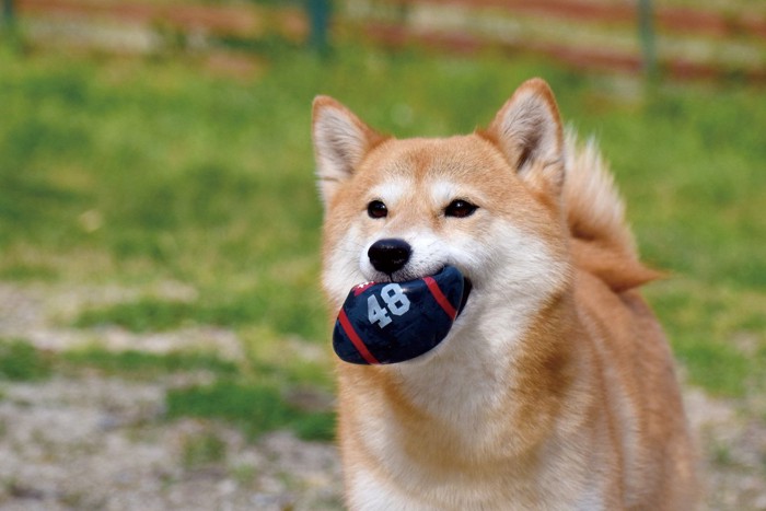 おもちゃをくわえた柴犬