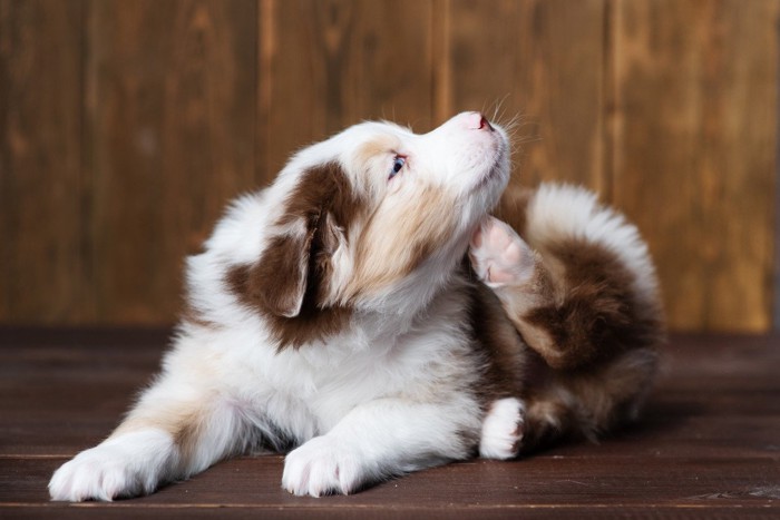 かゆそうな犬