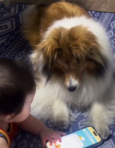 画面に視線を落とす犬