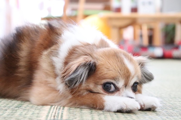 上目遣いで見つめる犬