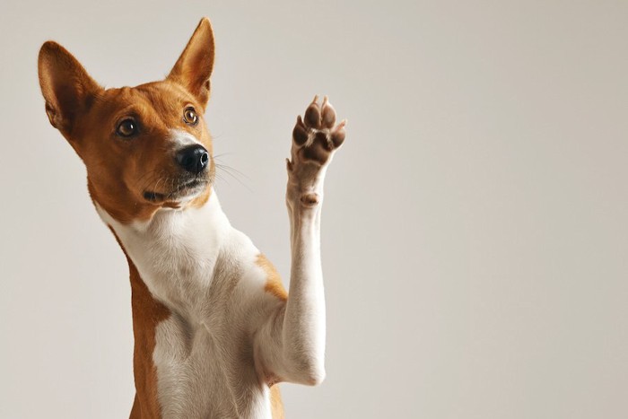 片手をあげて足の裏を見せている犬