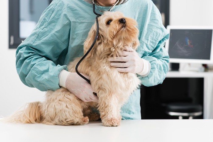 獣医さんに診察される犬