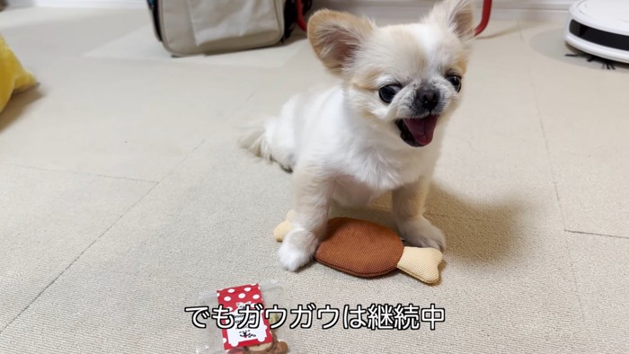 飼い主がおいたおやつのパッケージと小型犬