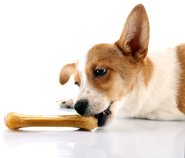 骨のオヤツを咥えている犬