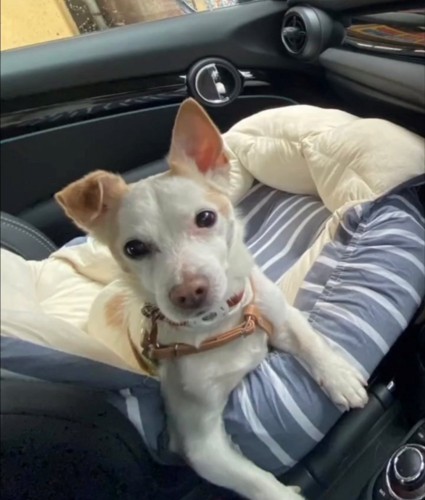 車内でベッドに座る犬