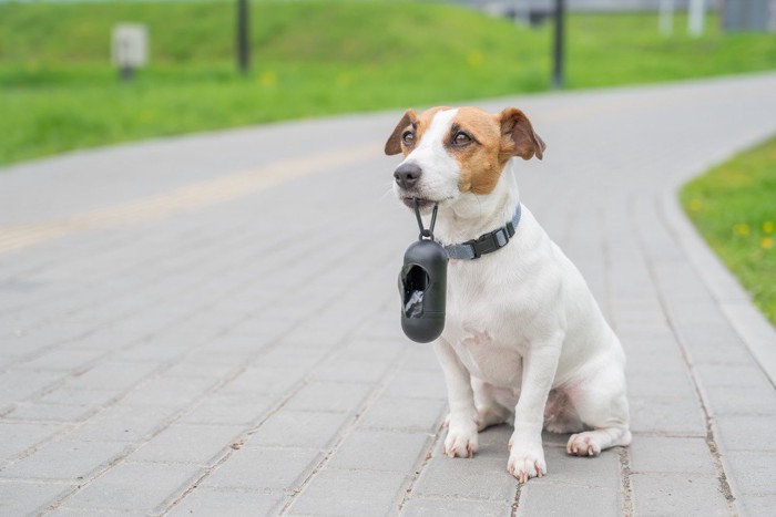 処理袋をくわえている犬