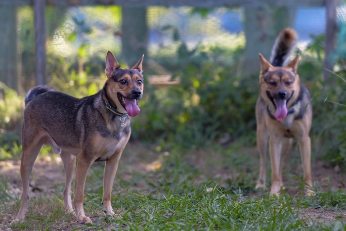 舌を出してドッグランで遊ぶ二匹の犬