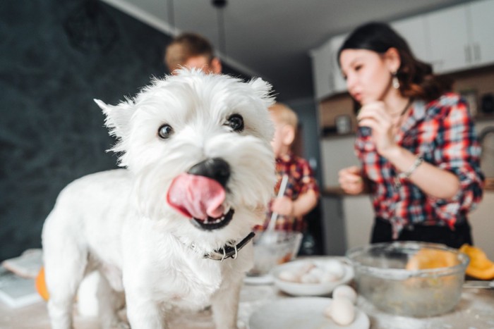 鼻をなめる犬と料理をする人