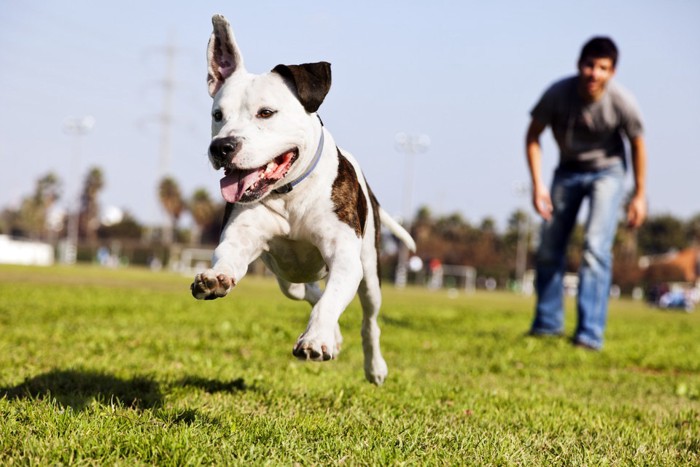 元気な犬とドッグトレーナー