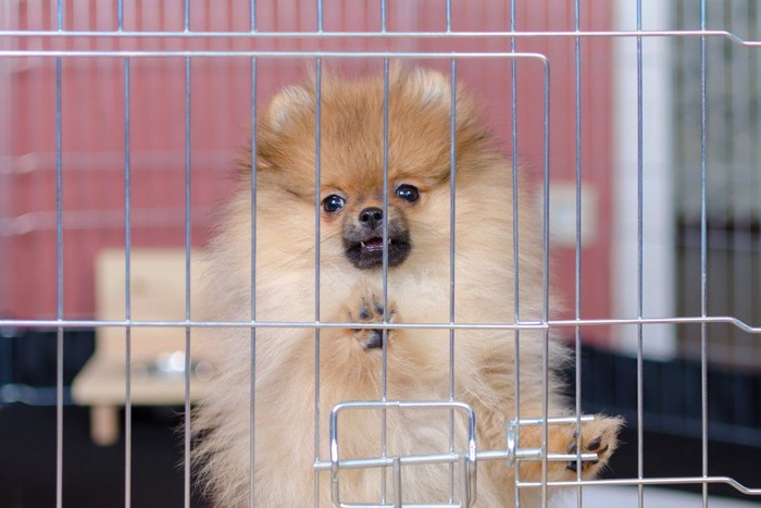 ケージの中のポメラニアンの子犬