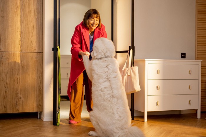 飼い主を出迎える犬