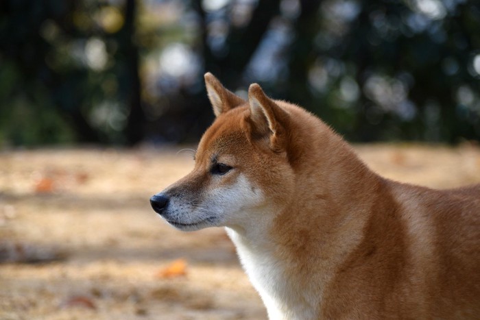柴犬の横顔
