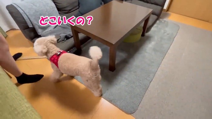 「どこ行くの?お散歩は?」