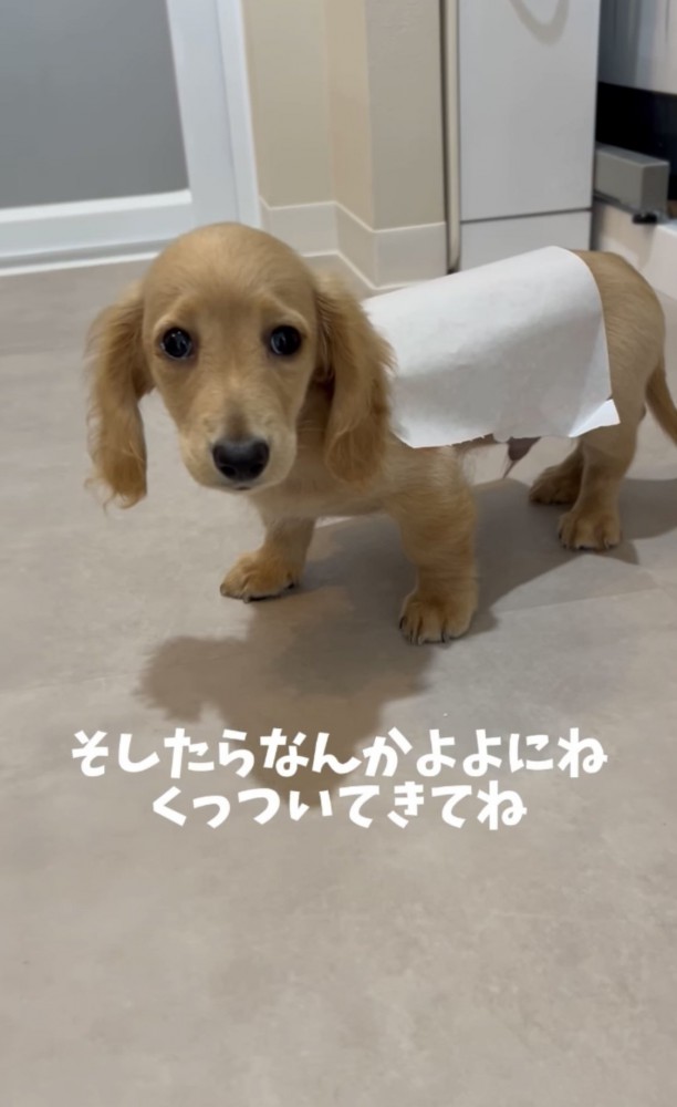 テープが背中についた犬2