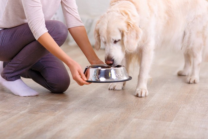 お皿を持った女性、お皿を覗く犬