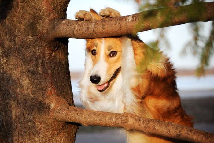 枝に前脚をかけた犬