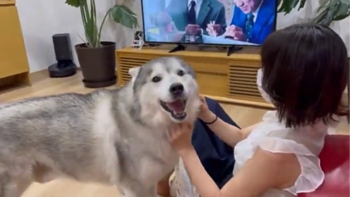 嬉しそうな犬