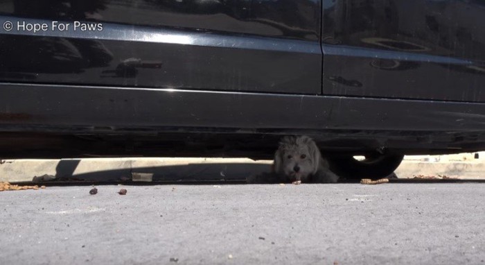 車の下に隠れる犬