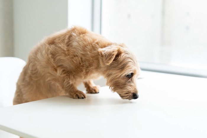 匂いを嗅ぐ犬