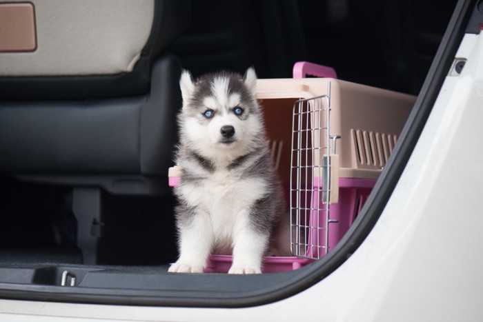 自動車の中のクレートとハスキーの子犬