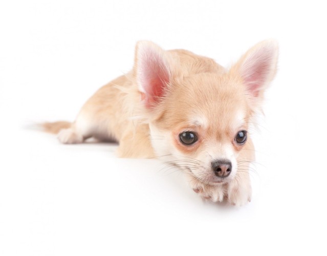 伏せているチワワの子犬