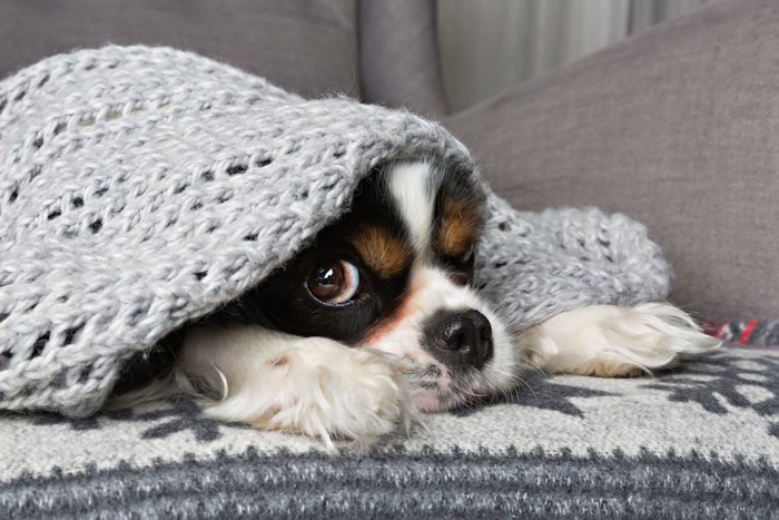 ブランケットから顔だけ出している犬