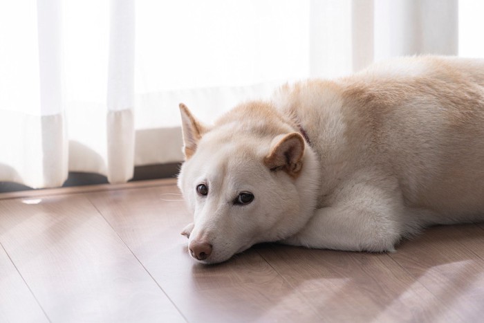 レースカーテンが閉められた窓の傍にふせる犬