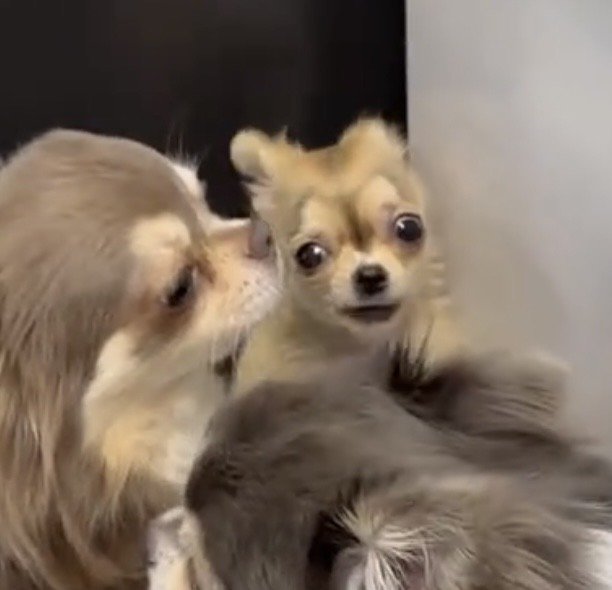 2匹の間から正面を見つめる犬