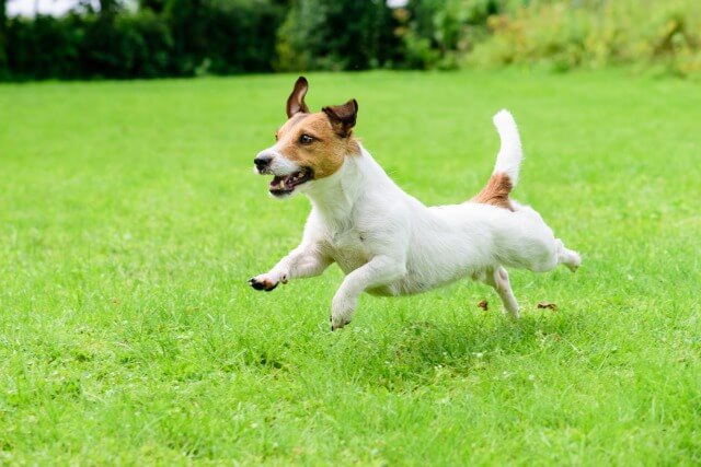 走る犬