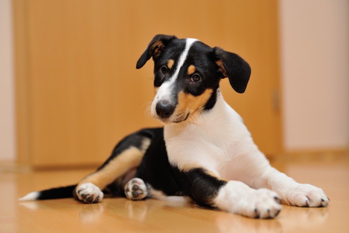 首を傾げながら伏せているスムース・コリーの子犬