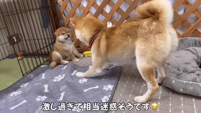 端にいる子犬を遊びに誘う柴犬