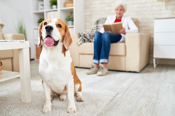 ソファーに座る女性と離れた場所に座る犬